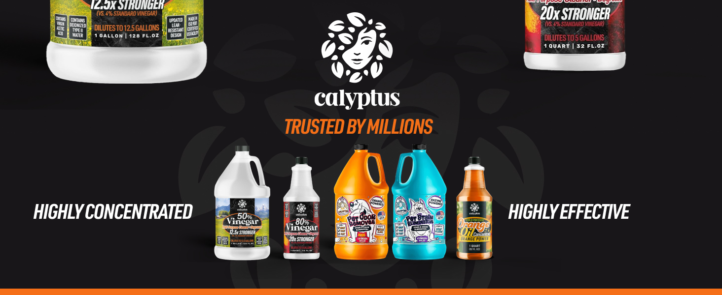 Calyptus photo 8